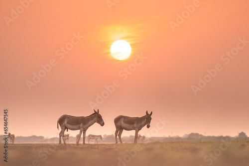 Gujarat's Little Rann of Kutch (LRK) is the only abode for the Indian wild ass, locally called Gudhkhur