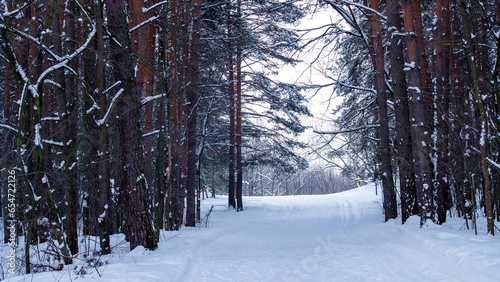 Daytime view of the snowy winter pine forest.