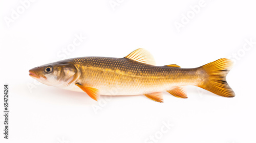 freshwater fish on white background - small zander fish isolated on white