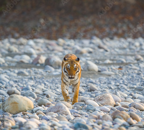 Royal Bengal Tiger At Jim Corbett National Park