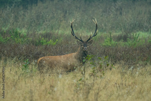 Jeleń szlachetny, Cervus elaphus, rykowisko, polska