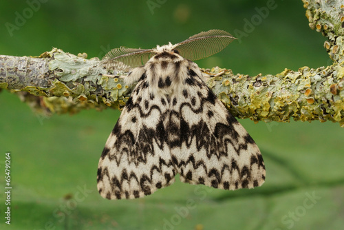 Dorsal Closeup on the black arches or nun moth, Lymantria monacha, sitting on a twig