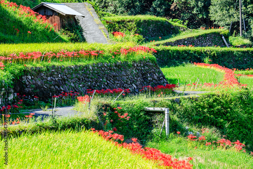 つづら棚田の彼岸花 福岡県うきは市 Red spider lily of Tsuzura rice terraces. Fukuoka Pref, Ukiha City.