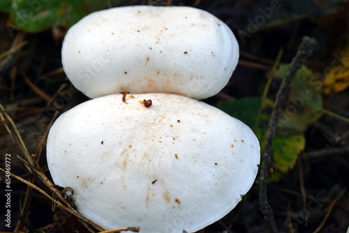 Lycoperdon Pers. (purchawka) – rodzaj grzybów z rodziny purchawkowatych. W Europie występuje 14 gatunków.