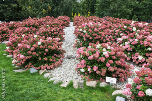 In the park hydrangea paniculata blooming flower bushes