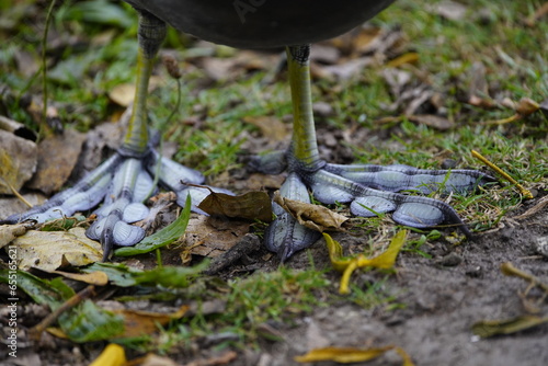 Feet of Eurasian coot (Fulica atra).Their large feet prevent them from sinking. Since coots spend a lot of time in the water, they also have swimming flaps between their toes.