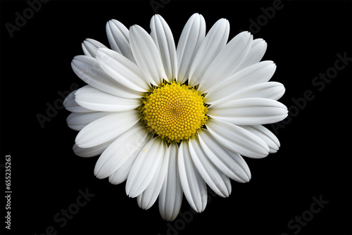 daisy with black background