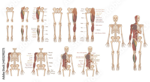 Human skeleton and muscles, complete anterior view of the body and posterior view of the lower limb. With indication in French of the names of the muscles and bones.
