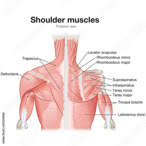 Shoulder Muscles, Posterior View, Superficial And Deep View, Medically Illustration. Labeled