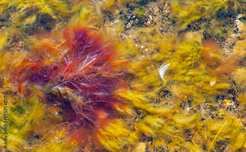 Red algae Polysiphonia on a stone near the shore of the Tiligul estuary during the drying out of the estuary