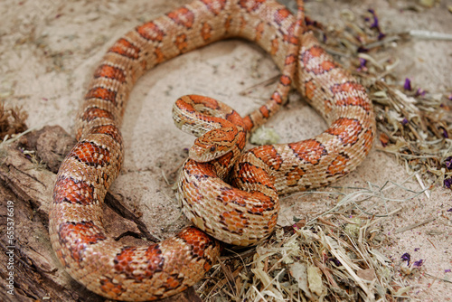 close-up on a corn snake resting in the sand 