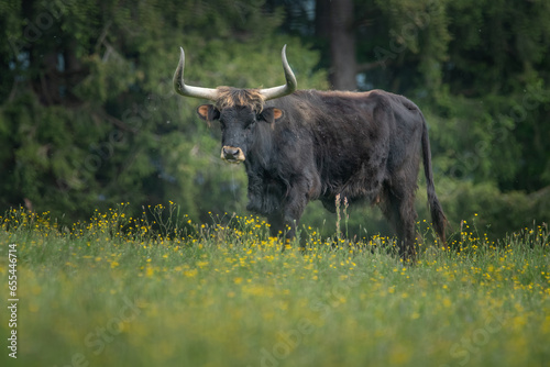 An auroch old cow sitting on a green pasture. Bavarian Forest National Park, Germany.