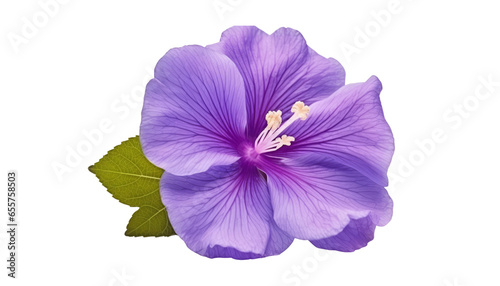 purple flower isolated on transparent background cutout