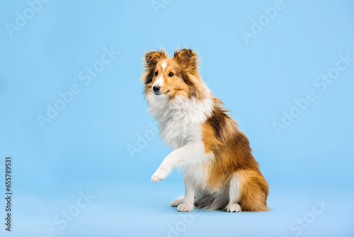 Shetland Sheepdog dog in the photo studio on the blue background