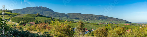 Dambach-La-Ville, France - 09 05 2023: Alsatian Vineyard. Panoramic view of vineyard fields near Dambach-La-Ville village 