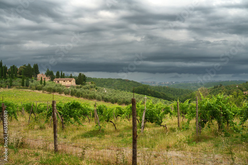 Vineyards of Chianti near Poggibonsi