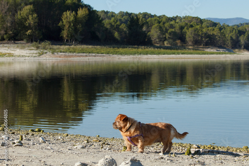 Mi perrita Nami paseando en la orilla del pantano de Beniarrés, España