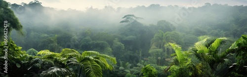  view of tropical forest with fog in the morning during the rainy season. isolated on a green garden 