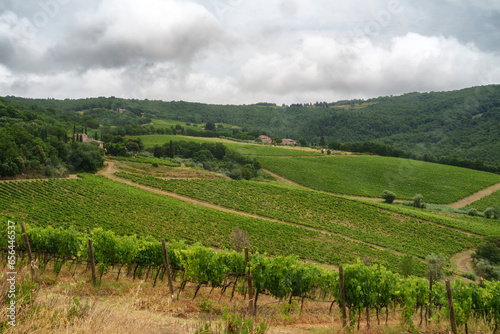 Vineyards of Chianti near Montefioralle