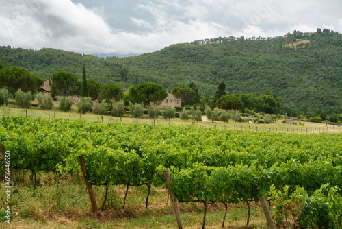Vineyards of Chianti near Montefioralle