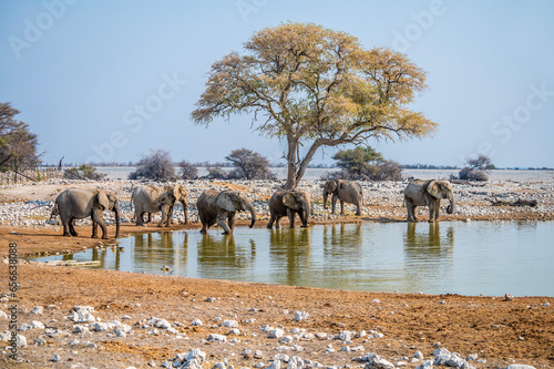 A view of elephants bathing at a waterhole in the Etosha National Park in Namibia in the dry season