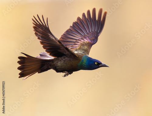 A Grackle with beautiful feather colors caught in flight at close range.