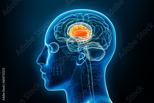 Dorsal striatum with putamen and caudate nucleus or basal ganglia 3D rendering illustration. Human brain and body anatomy, medical, biology, science, neuroscience, neurology concepts.