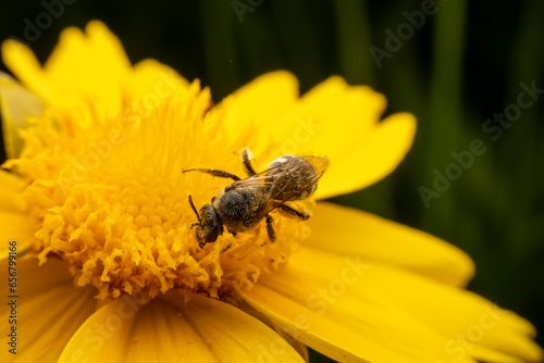 Bee insects inhabit wild plants