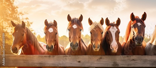 Horses near a wooden fence with sun flare