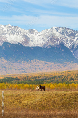 Horses graze in yellowed meadow in Tunka Valley against backdrop of snow-capped mountains of Eastern Sayan on sunny October day. Beautiful rural autumn landscape. Buryatia, Baikal region