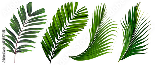 leaf palm,collection of green leaves pattern isolated