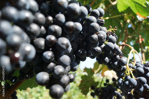 Weinberge und Weintrauben für Rot und Weisweine vor der Weinlese