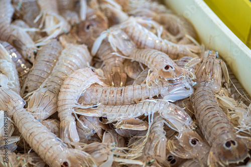 Squilla mantis, species of mantis shrimp found in shallow coastal areas of the Mediterranean Sea and the Eastern Atlantic Ocean: cicala or pacchero, fished mantis shrimp sold in a fish market in Bari