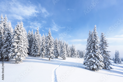 Winter forest. Path leading to the trees covered with white snow. Landscape of mountains. Wallpaper background. Location place Carpathian, Ukraine, Europe.