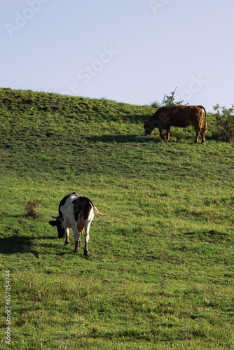 Cows at pasture 05