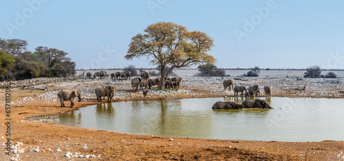 A view of elephants at waterhole in the late afternoon in the Etosha National Park in Namibia in the dry season