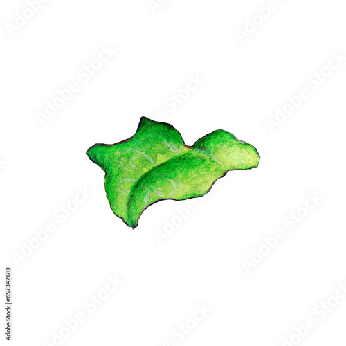 watercolor illustration of ivy leaf