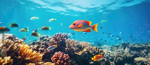 Snorkeling captures tropical seascape with colorful corals and fish With copyspace for text