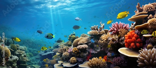 Red Sea coral colony photo Egypt With copyspace for text