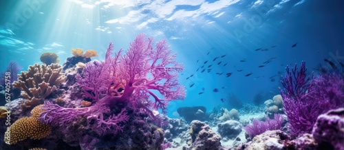 Bonaire Island s purple sea fan rests on a coral reef With copyspace for text