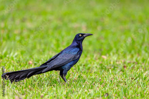 Great-tailed grackle or Mexican grackle (Quiscalus mexicanus) is a medium-sized, highly social passerine bird. Rincon de la Vieja National Park, Guanacaste Province, Costa Rica