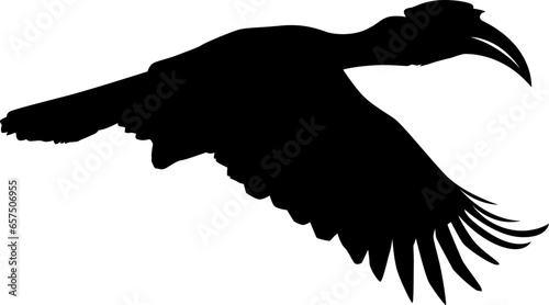 hornbill silhouette 