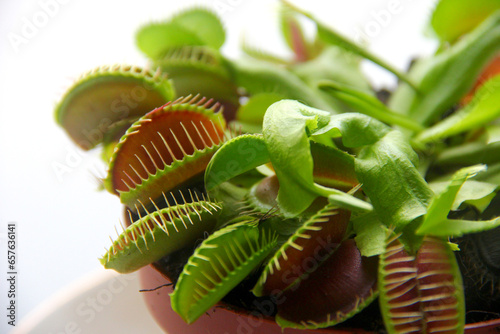 Plante carnivore Dionaea Muscipula - Piège à mouches de Vénus. Macro 2