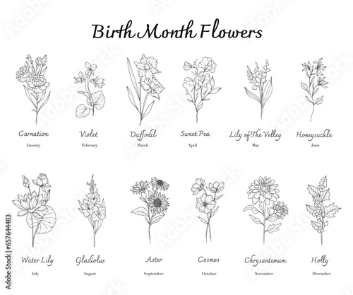 Birth Month Flowers set line art. Outline birth month flowers isolated on white. Hand painted line art botanical illustration. Carnation, Violet, Daffodil, Sweet Pea, Lily of the Valley, Honeysuckle, 