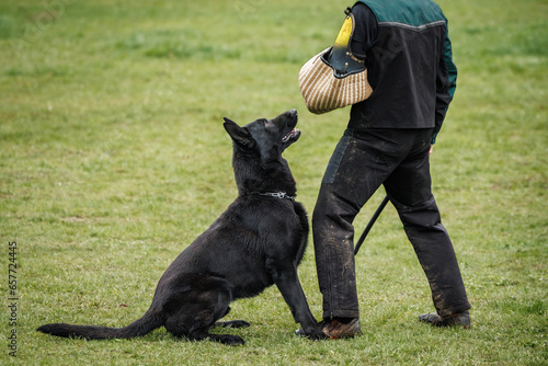 Black german shepherd doing bite and defense work with police dog handler. Animal obedience training