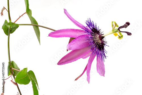 Detailed close-up of a passion flower with the botanical name passiflora violacea taken in a studio against white background