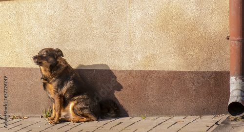 Nieco kudłaty pies siedzi w słońcu pod ścianą i patrzy przed siebie w zamyśleniu. Oświetlona słońcem ściana i blaszana rynna starego domu.