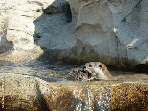 Loutre à pelage lisse