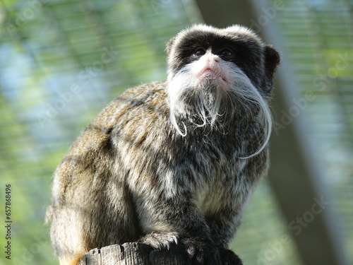 Tamarin empereur