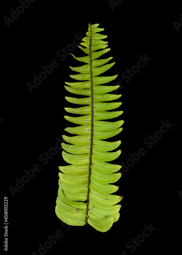 portrait of paku or fern or Polypodiophyta, green leaves with black background, suitable for design materials.